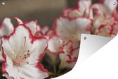 Tuinposter - Tuindoek - Tuinposters buiten - Rood witte azalea - 120x80 cm - Tuin