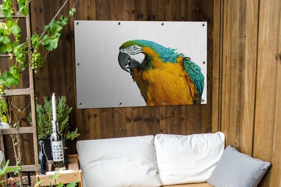 Affiche de jardin perroquet devant un fond blanc toile en vrac 120x80 cm - Toile de jardin / Toile d'extérieur / Peintures d'extérieur (décoration de jardin)