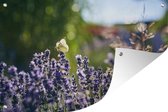 Tuinposter - Tuindoek - Tuinposters buiten - Lavendel - Bloemen - Licht - Vlinders - 120x80 cm - Tuin