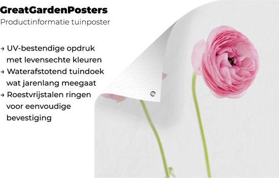 Tuinposter 60x90 cm - Tuindecoratie Roze boterbloemen met een witte achtergrond - Poster voor in de tuin - Buiten decoratie - Schutting tuinschilderij - Tuindoek muurdecoratie - Wanddecoratie balkondoek