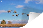 Tuinposters buiten Ganzen - Lucht - Water - 90x60 cm - Tuindoek - Buitenposter
