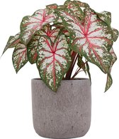 XL Caladium Tapestry met pot Evelyn Pink ↕ 70cm - Kamerplant