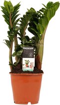 Zamio Zenzi ↨ 40cm - hoge kwaliteit planten