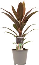 Cordyline Rumba ↨ 40cm - hoge kwaliteit planten