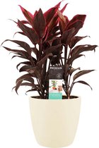 Cordyline Mambo toef met Elho brussels soap ↨ 50cm - hoge kwaliteit planten