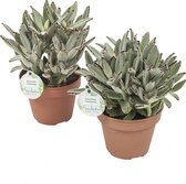 Kalanchoe tomentosa ↨ 28cm - 2 stuks - hoge kwaliteit planten