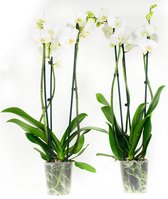 Phalaenopsis Wit ↨ 60cm - 2 stuks - hoge kwaliteit planten