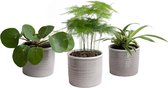 Mini Green | Hip Trio in Laos keramiek (warmgrijs) ↨ 15cm - 3 stuks - hoge kwaliteit planten