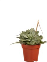 Senecio cephalophorus ↨ 20cm - hoge kwaliteit planten