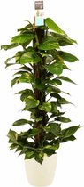 Scindapsus Mosstok 120 cm met Elho brussels soap ↨ 120cm - hoge kwaliteit planten