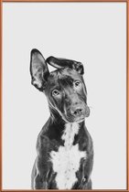JUNIQE - Poster met kunststof lijst Dog II -40x60 /Grijs & Zwart