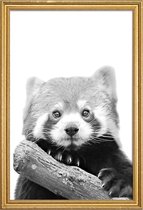 JUNIQE - Poster met houten lijst Red Panda -40x60 /Wit & Zwart