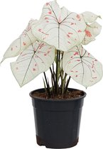 XL Caladium Strawberry Star zonder pot ↕ 60cm - Kamerplant