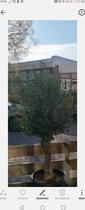 Mooie volle olijfboom 155cm hoog, persoonlijke bezorging om beschadiging tijdens vervoer te voorkomen.