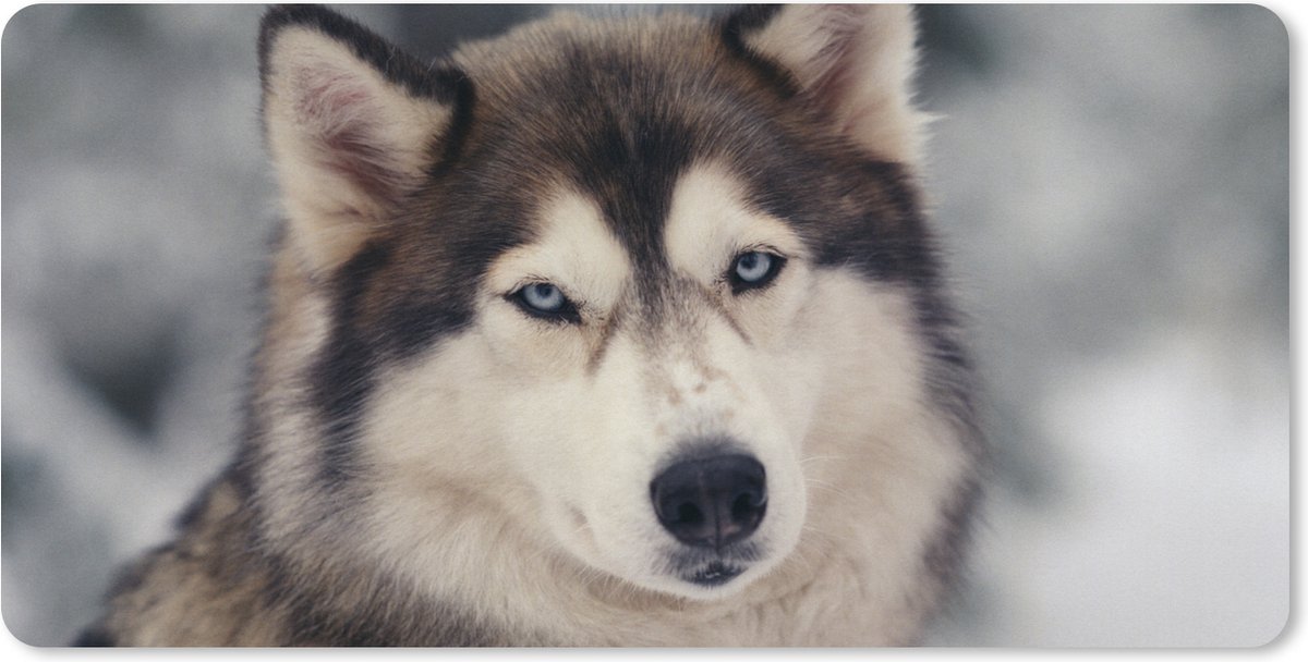 Muismat XXL 90x45 cm - Bureau onderlegger - Bureau mat Portret van een Husky - Bureaumat - Gaming mousepad xl - Bureaulegger groot - Computer deskmat