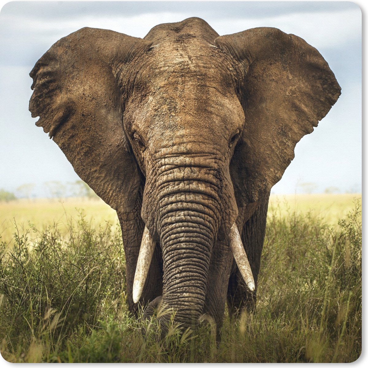 Muismat XXL 40x40 cm - Bureau onderlegger - Bureau mat Afrikaanse olifant vooraanzicht - Bureaumat - Gaming mousepad xl - Bureaulegger groot - Computer deskmat