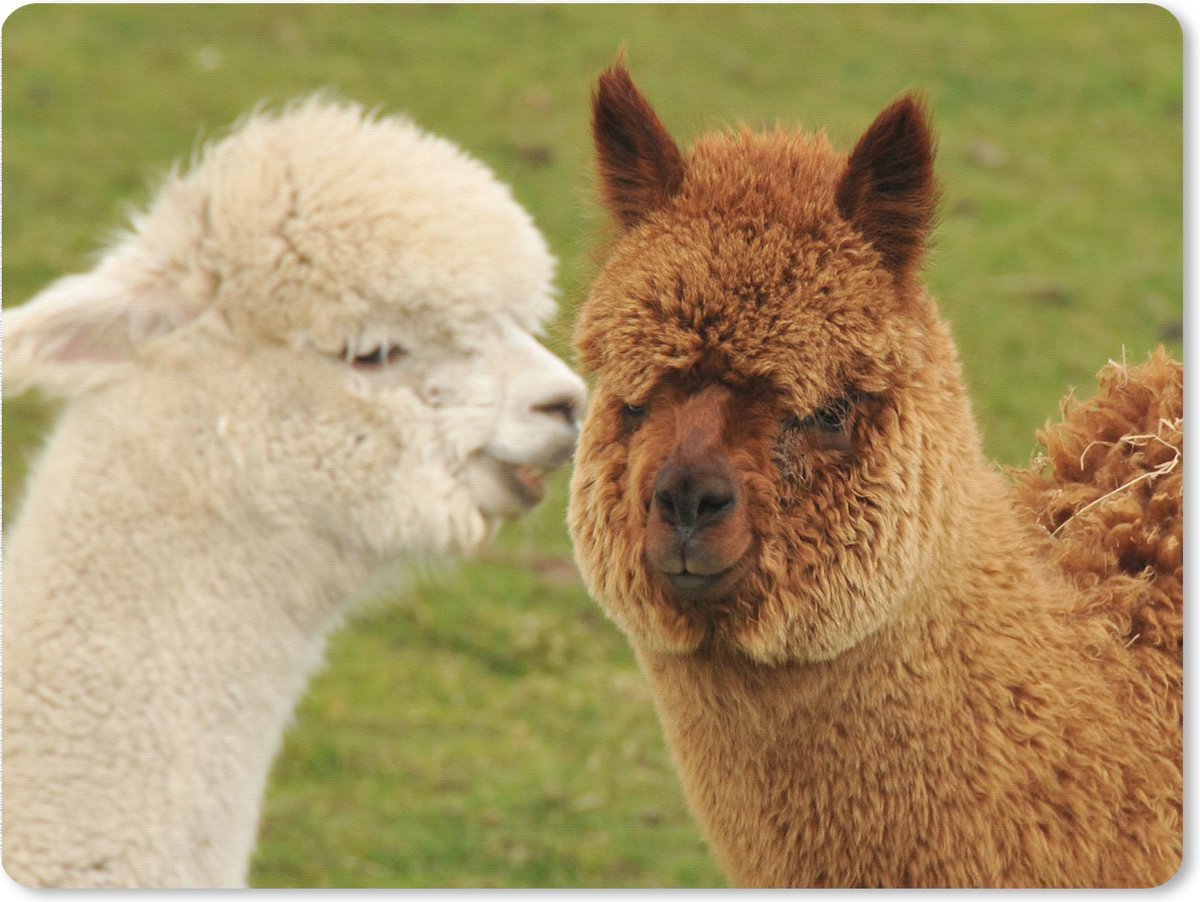 Muismat XXL 80x60 cm - Bureau onderlegger - Bureau mat Alpaca - Gras - Dieren - Bureaumat - Gaming mousepad xl - Bureaulegger groot - Computer deskmat