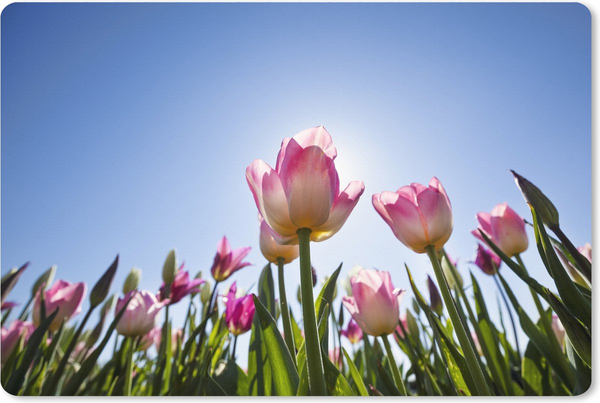 Muismat XXL 90x60 cm - Bureau onderlegger - Bureau mat Roze tulpen steken af tegen de blauwe lucht - Bureaumat - Gaming mousepad xl - Bureaulegger groot - Computer deskmat