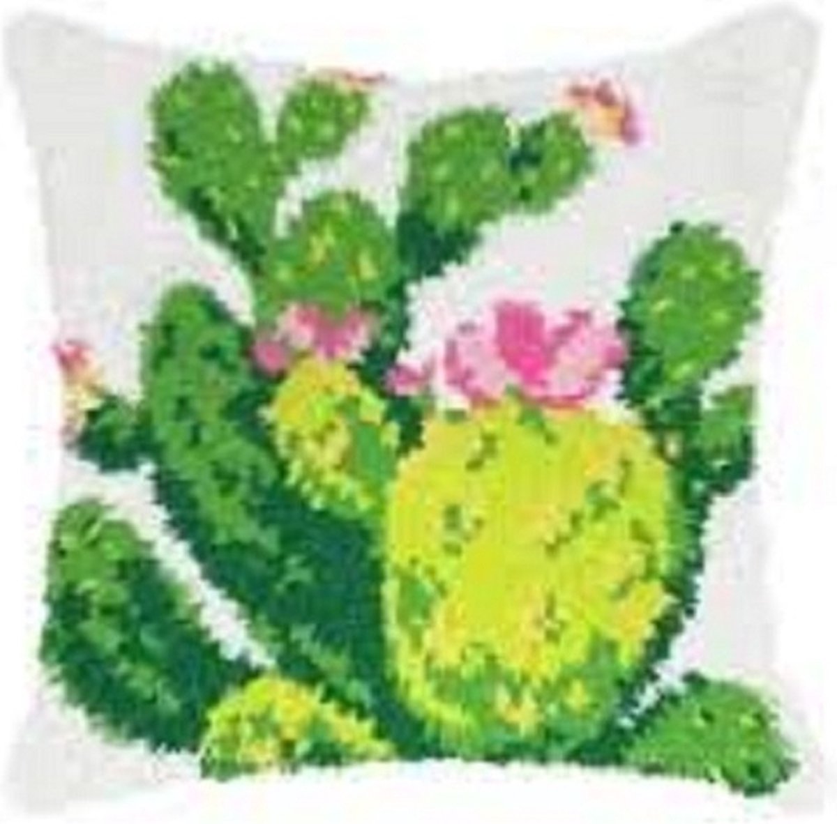 Knoopkussen Cactussen - Orchidea