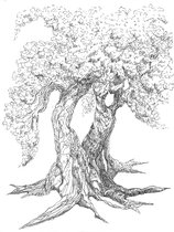 Kunstkaart Bomen 02 - wenskaart - zwart - wit