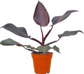 PLNTS - Philodendron Burgundy Princess - Kamerplant - Kweekpot 13 cm - Hoogte 25 cm