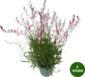 Prachtkaars - Gaura lindheimeri roze - ca. 30 cm hoog - 2 stuks