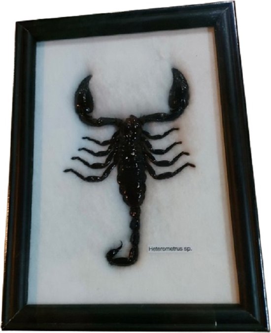 Schorpioenschorpioen in lijstinsectinsectenschorpioenen