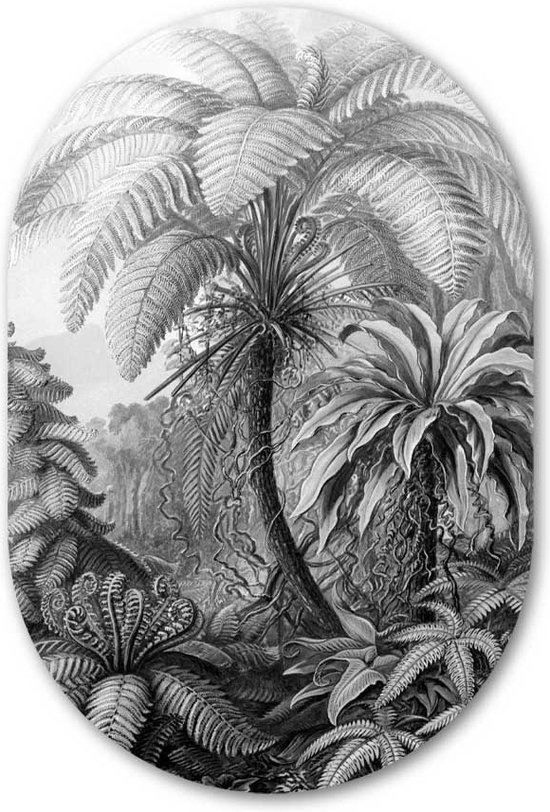 Muurovaal muursticker Filicinae Zwart Wit - WallCatcher | Behangsticker 80x120 cm | Ovalen schilderij | Wandovaal Meesterwerk Ernst Haeckel