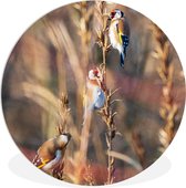 WallCircle - Wandcirkel ⌀ 30 - Vogels - Takken - Bos - Ronde schilderijen woonkamer - Wandbord rond - Muurdecoratie cirkel - Kamer decoratie binnen - Wanddecoratie muurcirkel - Woonaccessoires