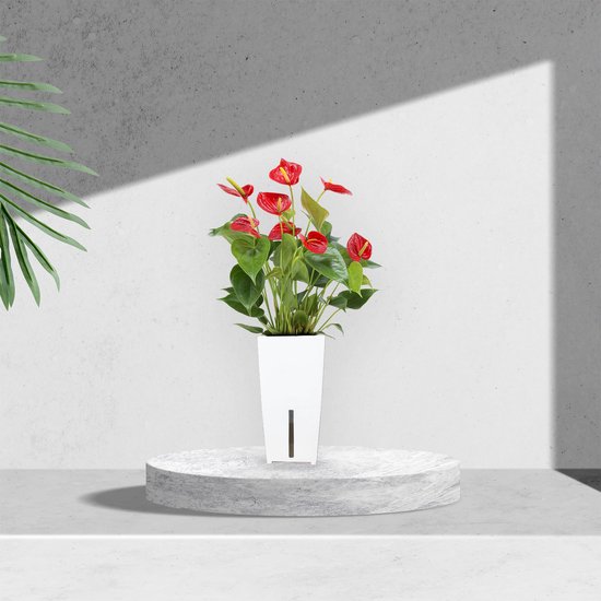 Flamingo kamerplant met zelfwaterende bloempot – Anthurium rood in wit automatisch watergeefsysteem – Flamingoplant ↕40-50cm - Ø12 – Waterfresh 10,5x10,5x18cm
