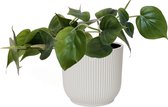 Kamerplant van Botanicly – Philodendron scandens – Hoogte: 15 cm