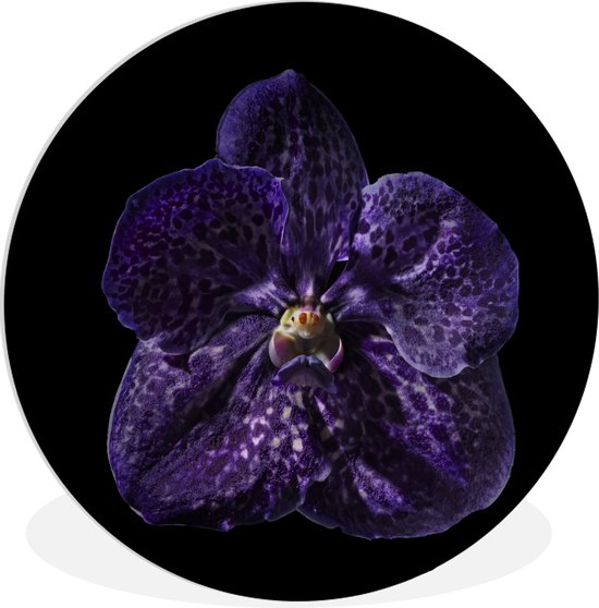 WallCircle - Wandcirkel ⌀ 60 - Close-up van een paarse orchidee tegen een zwarte achtergrond - Ronde schilderijen woonkamer - Wandbord rond - Muurdecoratie cirkel - Kamer decoratie binnen - Wanddecoratie muurcirkel - Woonaccessoires