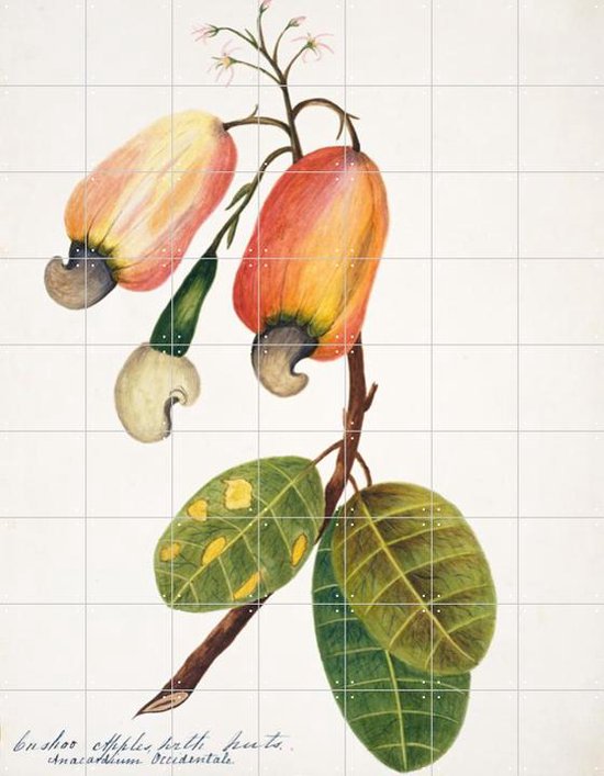 IXXI Cashew Apple - Wanddecoratie - Bloemen en Planten - 140 x 180 cm