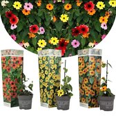 Plant in a Box - Thunbergia - Mix van 3 - Geel, Oranje, Rood - Bloeiende klimplanten - Pot 9cm - Hoogte 25-40cm