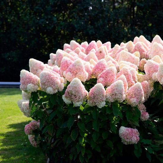 Hydrangea 'Living Raspberry Pink' - Hortensia - Winterharde struik ...