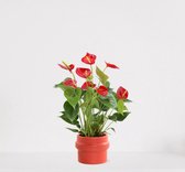 Anthurium rood in sierpot Madelon Oranjerood – bloeiende kamerplant – flamingoplant – ↕40-50cm - Ø13 – geleverd met plantenpot – vers uit de kwekerij