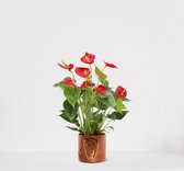 Anthurium rood in sierpot Molly Bruin – bloeiende kamerplant – flamingoplant – ↕40-50cm - Ø13 – geleverd met plantenpot – vers uit de kwekerij