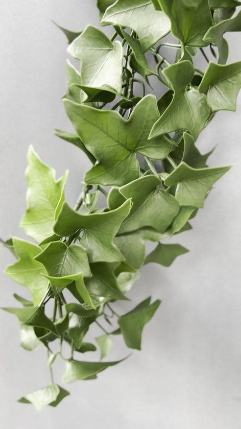 korbmarante krankheiten Calathea makoyana (Korbmarante) (S) | Olivia