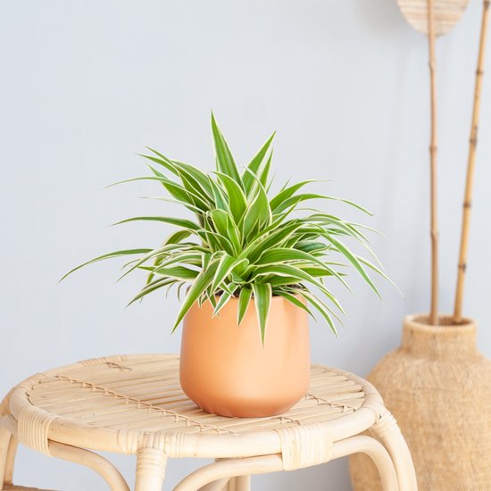 Chlorophytum – Comosum – Graslelie – Hoogte 20cm