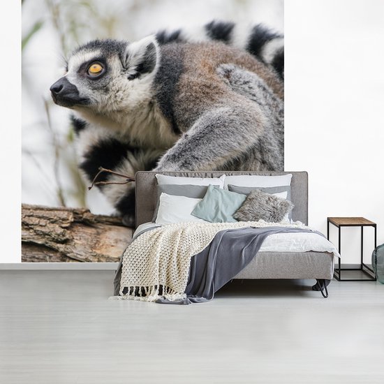 Papier Peint - Papier peint photo Singe - Arbre - Lémurien à queue annelée - Largeur 300 cm x Hauteur 300 cm