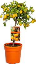Bloomique - Citrus margarita 'Kumquat'- Sinaasappelboom - Fruitboom - Bladhoudend - ⌀19 cm - 50-60 cm