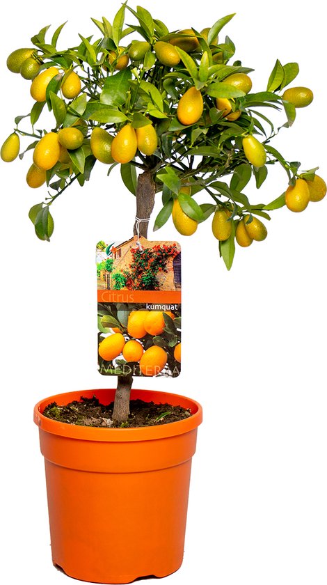 Citrus margarita 'Kumquat'- Sinaasappelboom - Fruitboom - Bladhoudend - ⌀19 cm - 50-60 cm
