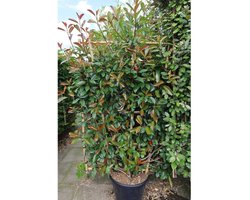 Glansmispel Red Robin (kant-en-klare haag) - Photinia fraseri 'Red Robin'