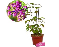 Callicarpa bodinieri ‘Profusion’, Schoonvrucht, Hoogte 30+cm, 2 liter pot