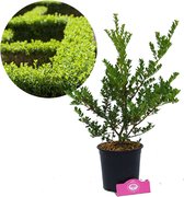 Ilex crenata ‘Green Hedge’ Japanse hulst – Buxus vervanger, 2 liter pot