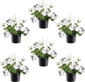 Hang geranium - wite geraniums - hanggeraniums - Pelargonium peltatum - 6 stuks - Ø10,5cm