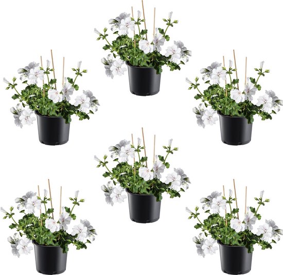 Tuin de Bruijn Hanggeraniums - Witte Pelargonium peltatum - 6 stuks