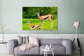 Canvas Schilderij Gazelle - Gras - Dieren - 120x80 cm - Wanddecoratie