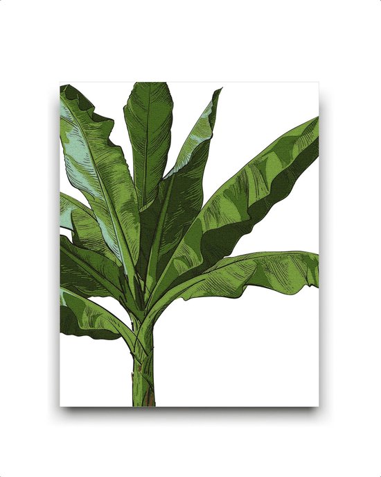 Schilderij  Tropische bananenboom / Planten / Bladeren / 50x40cm