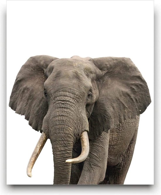 Jolie impression sur toile éléphant - thème de pépinière